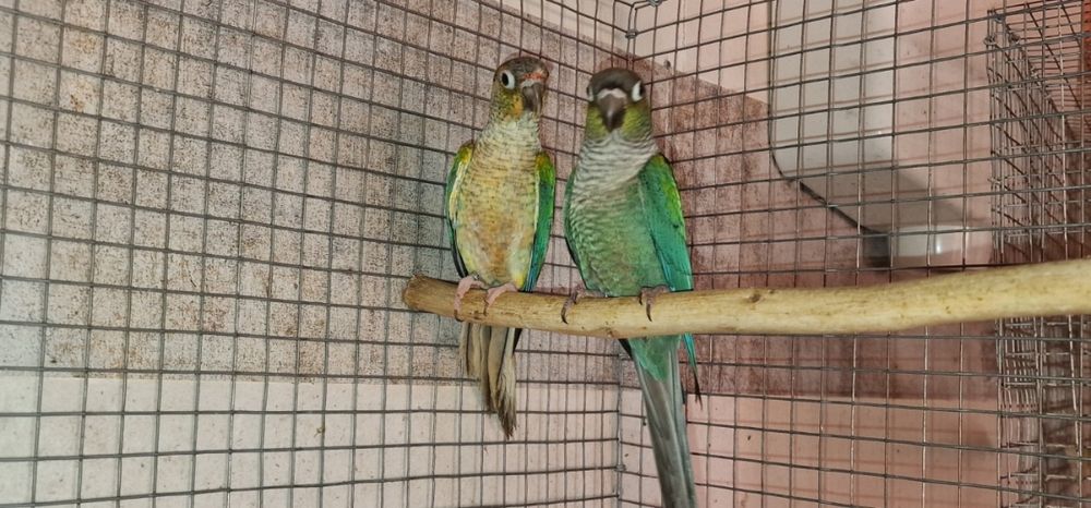 Pyrrhuras para criar a mão