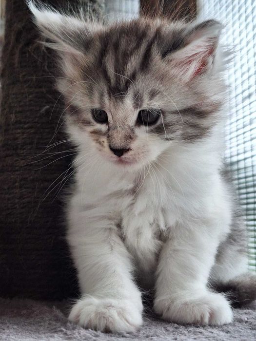 Barbie Royal Cat Maine Coon