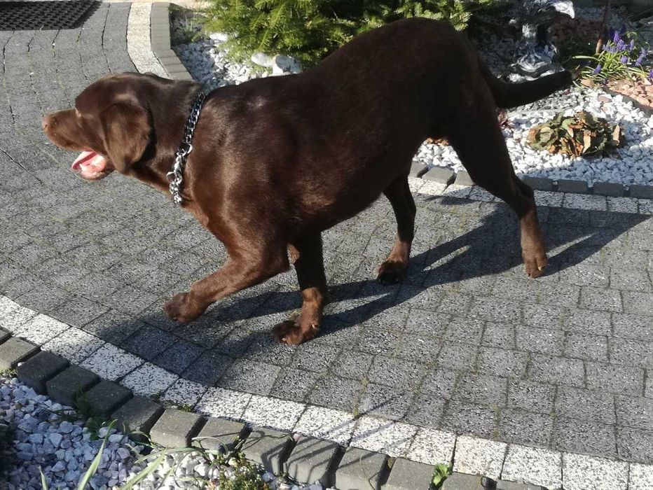 Labrador   piesek z metryka po Championie