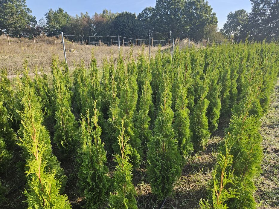 Thuja Smaragd 110-150 cm