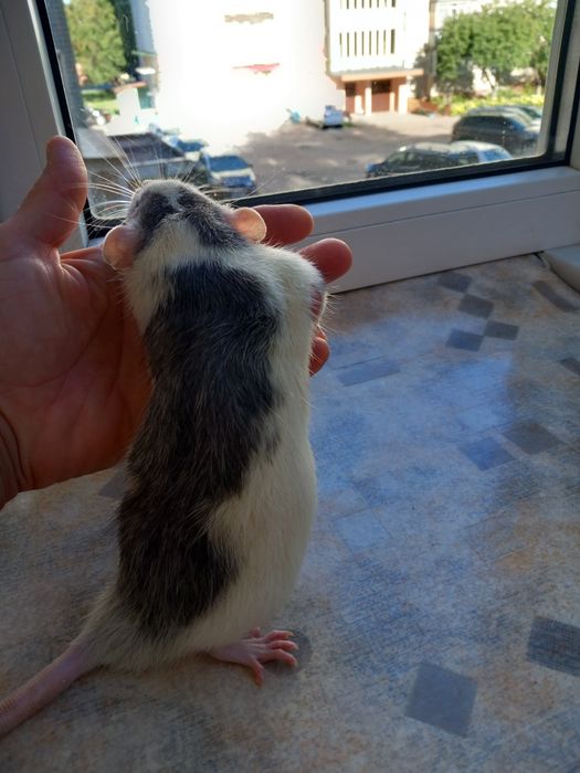 Крысята  домашние декоративные