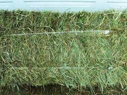 Продам сіно, тюковане Миргородський р-н