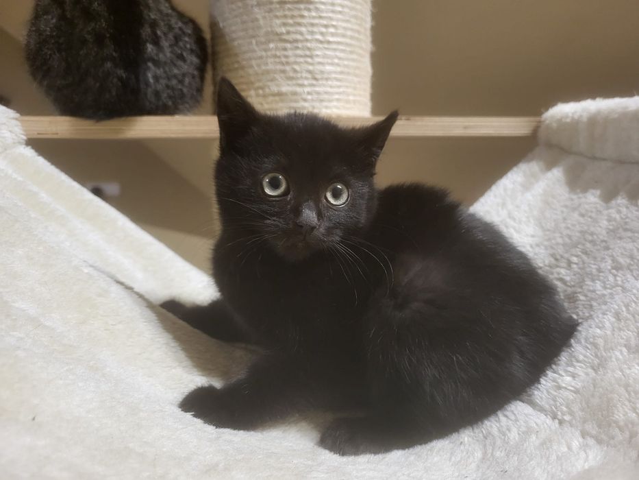 Małe kotki szukają domków