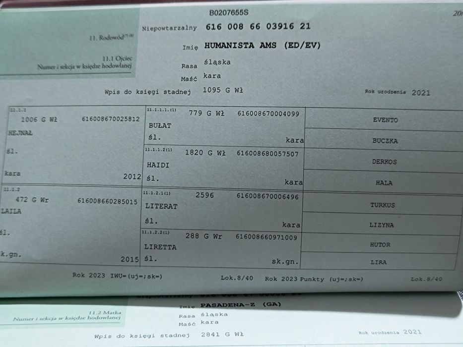 Klacz śląska kara, super pochodzenie