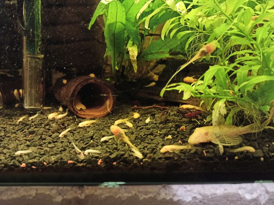 Złoty glonojad zbrojniki niebieski