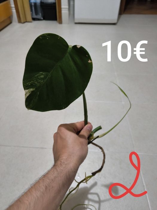 Cutings de monstera albo variegata