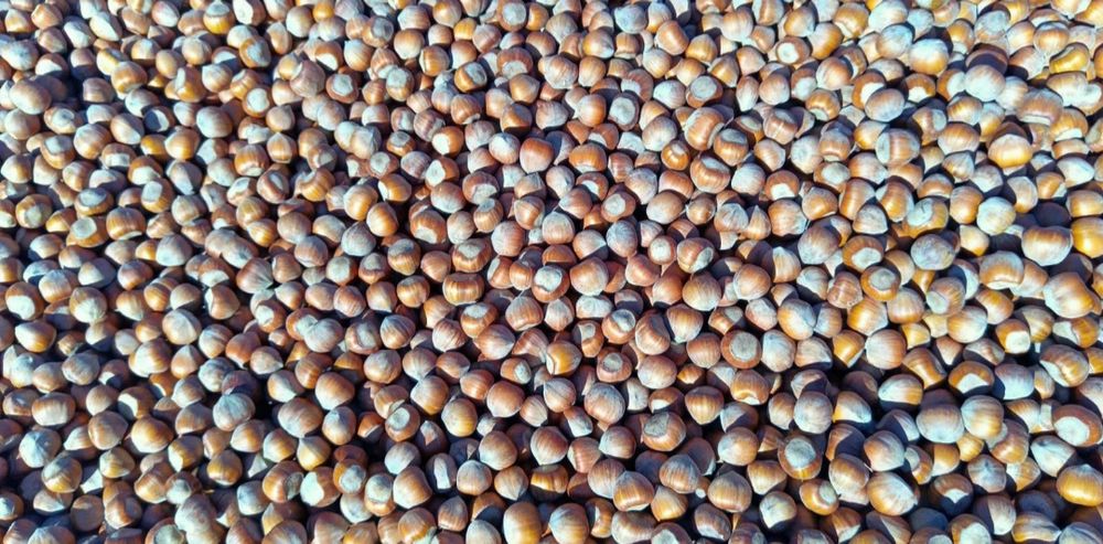 Orzech laskowy zbiór 2025 5kg