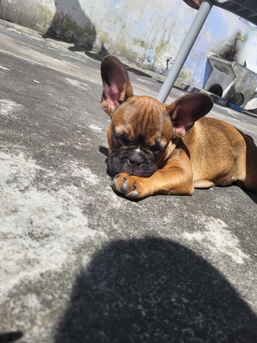 Cao buldogue frances