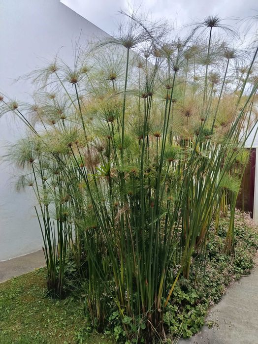 Plantas marginais margem para lagos filtros ou jardim - papiros varios e lirios de agua