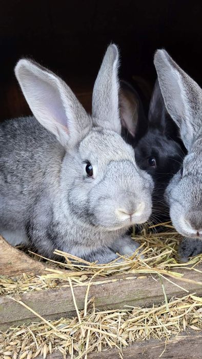 Продам кролів (різні)