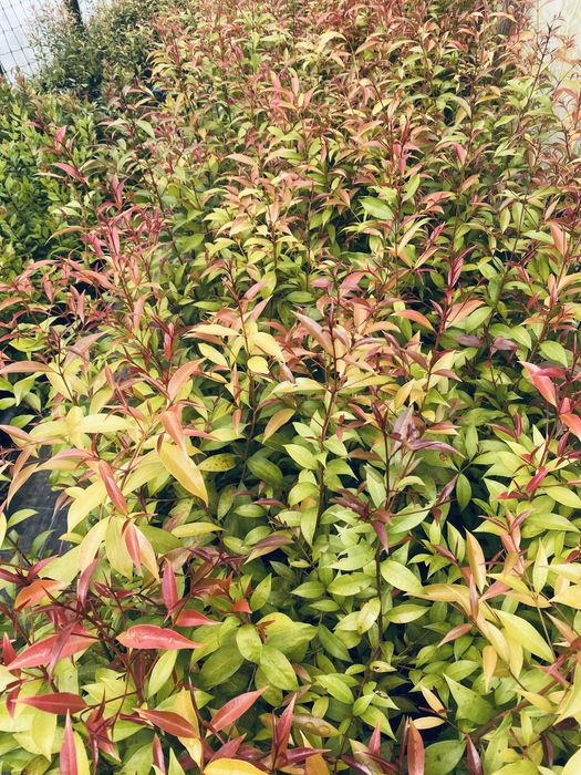 Eugenias cerca de 40cm