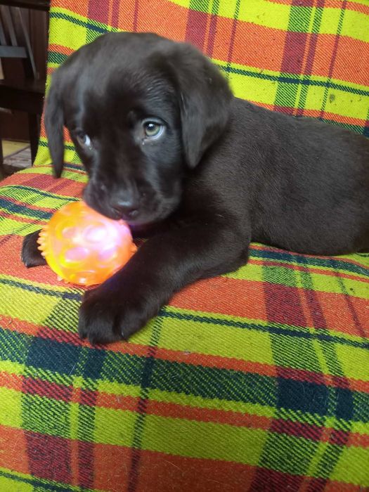 Цуценята лабрадори