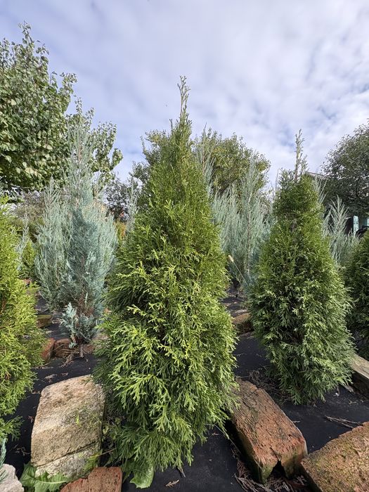 Туя, ялівець, верба, хоста, спірея, барбарис, сумах, овсянниця