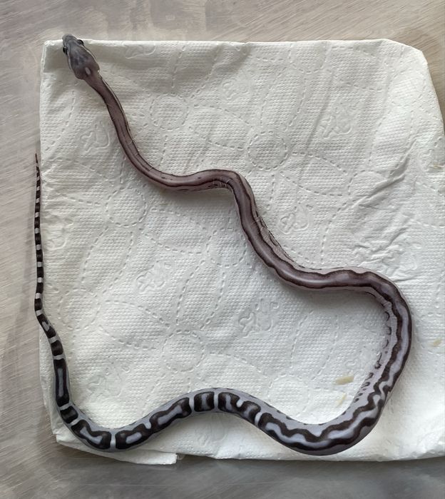 Wąż zbożowy Anery Tessera Scaleless het Amel dostepne samce i samice