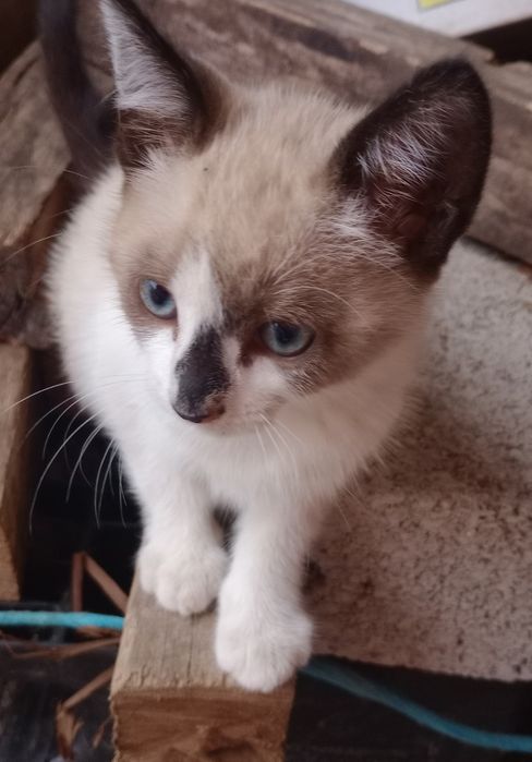 Dá-se gatinhos bebés