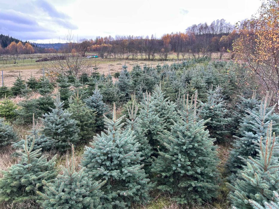 ŚWIERKI CIĘTE - idealne na święta!