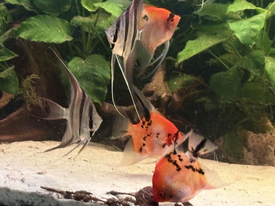 Skalary red devil