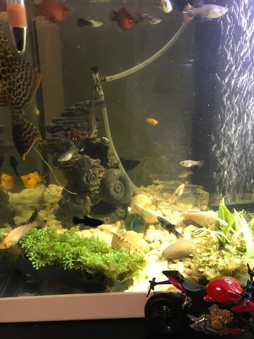 Vendo aquário com vários peixes