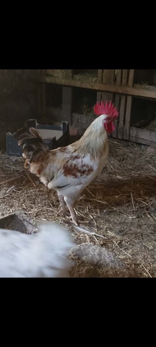 Młode koguty na sprzedaż