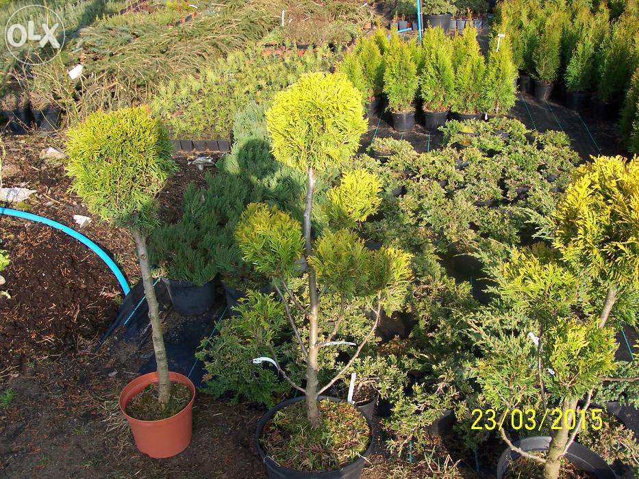 kula ,szmaragd ,bonzai,