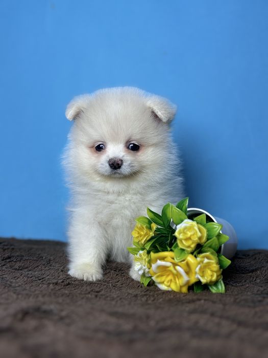 Кмітливий померанчик