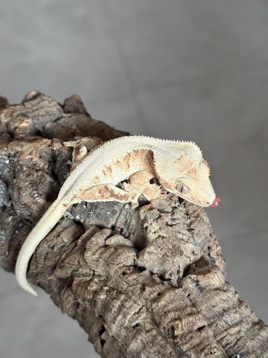 Gekon samica lilly white