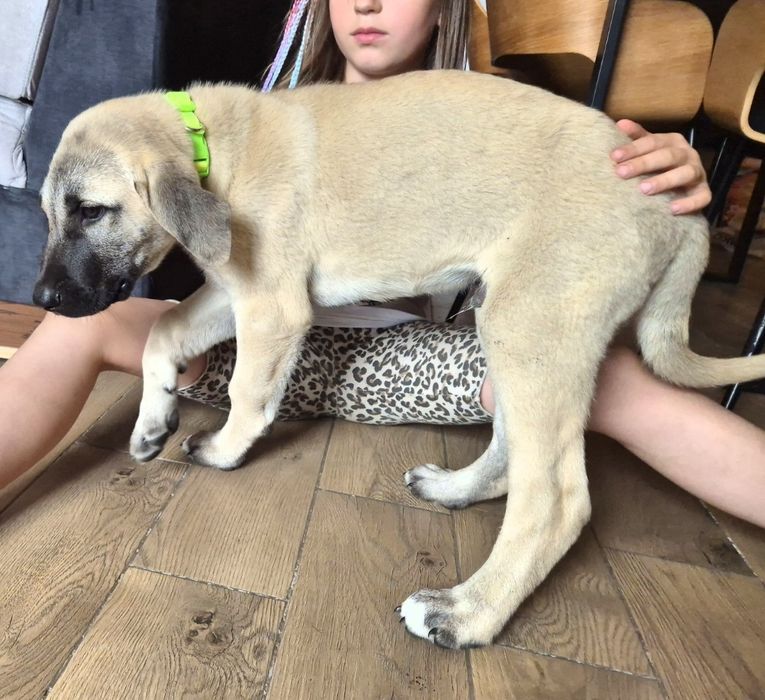 Kangal szczeniak pies masywny i duży