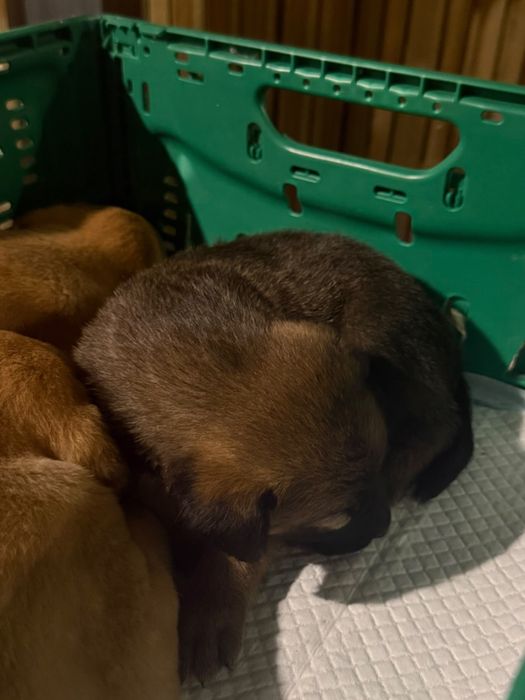 Cães bebés para adoção responsável