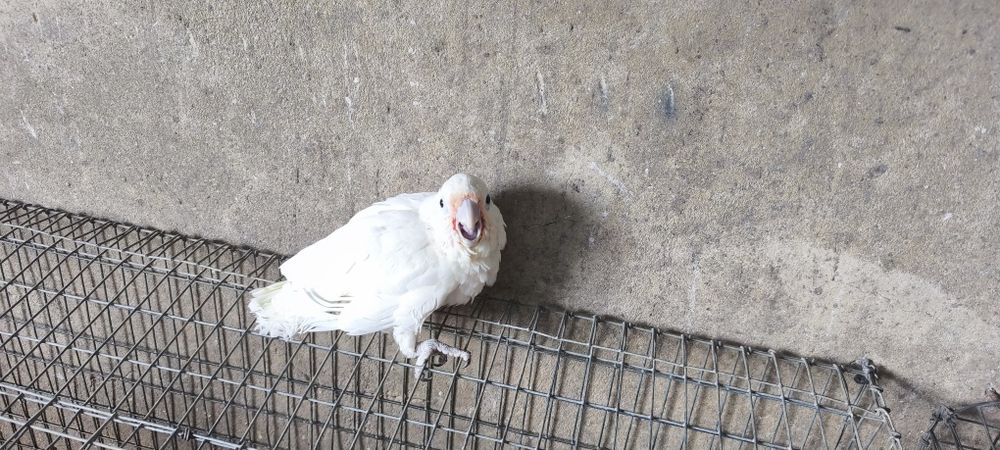 Cacatua goffini para acabar de criar a mão