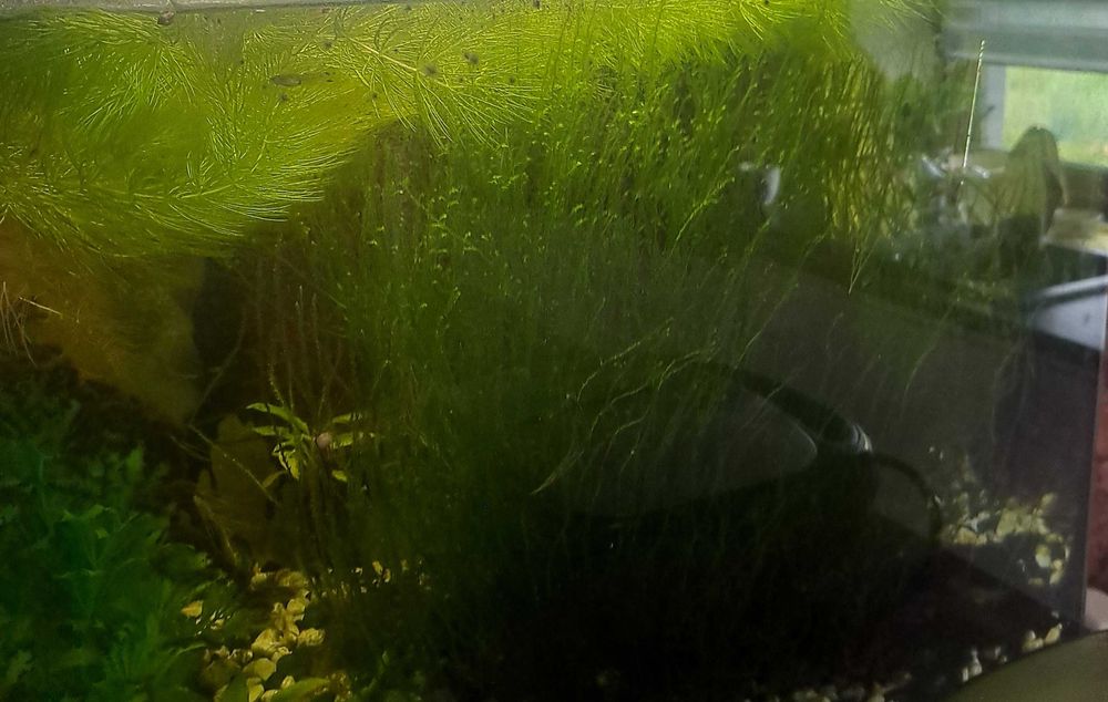 Rosliny akwariowe dla krewetek