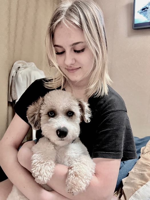 Собака для вязки