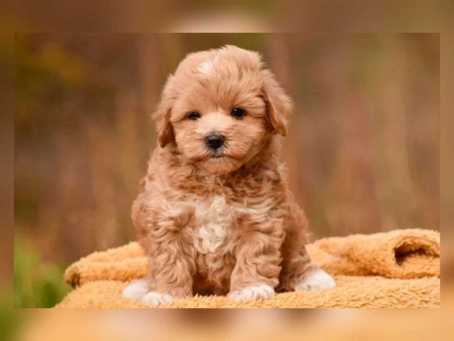 VIP-мальтіпу хлопчик-карамелька