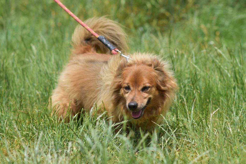 Misio - raz aniołek raz diabełek