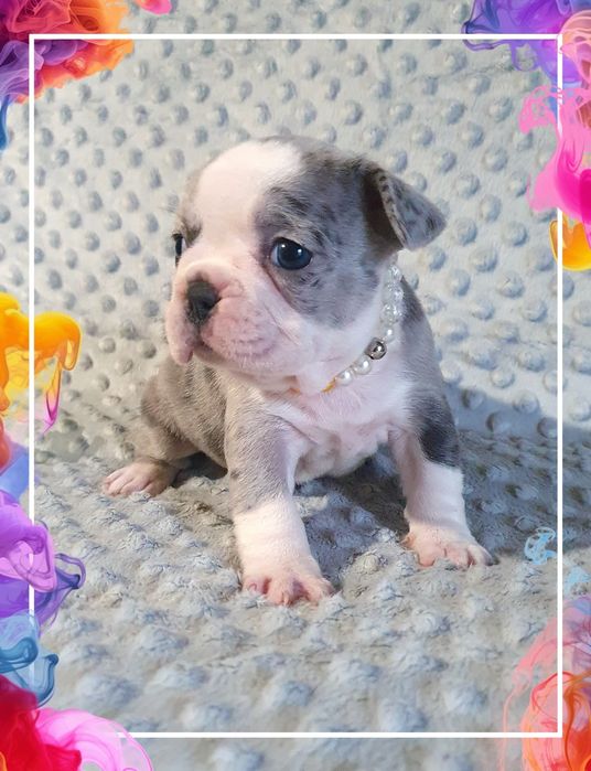 Цiкава дiвчинка. Французский бульдог