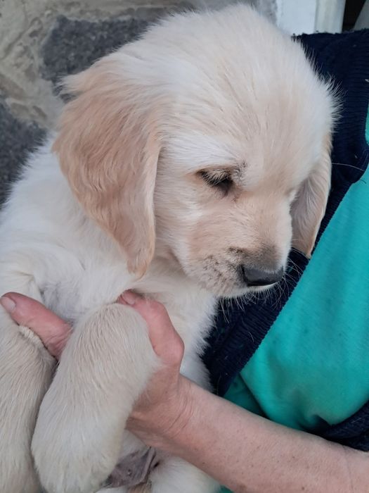 Goden retriever szczeniaki