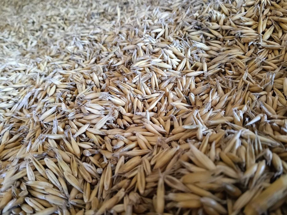 Sprzedam Owies Bingo