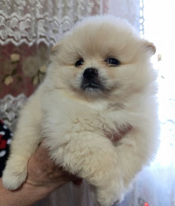 Хлопчик померанський шпіц