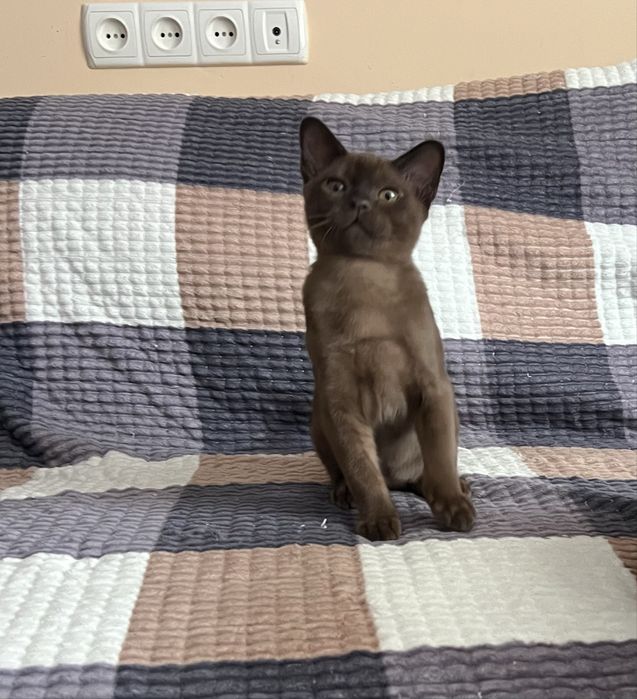 Європейська бурма . Дівчинка