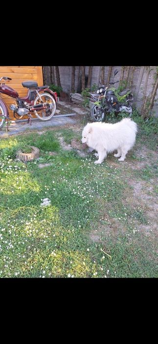 Samoyed samojed suczka