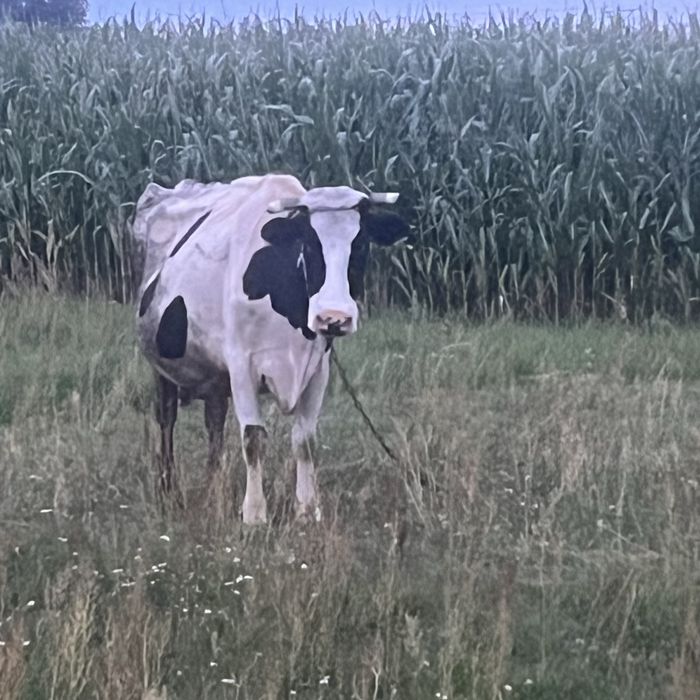 Krowa mleczna.