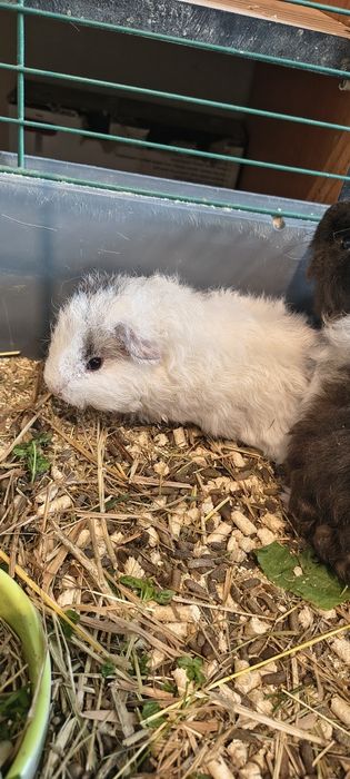 Świnka morska świnki Kawia domowa
