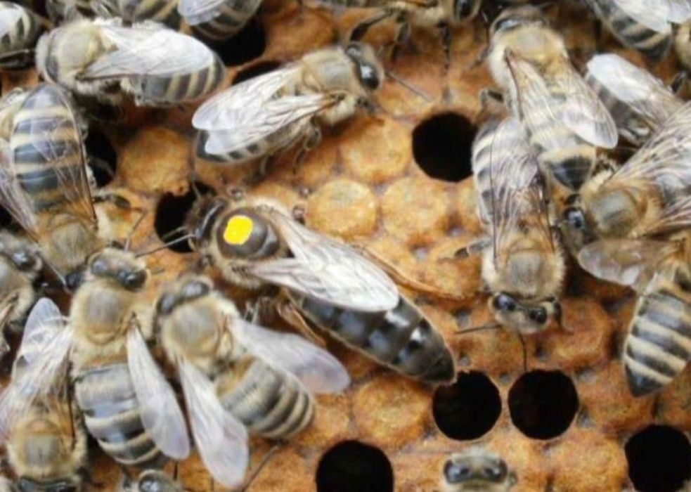 Бджолопакети, бджолосімї на рамку Рут (230). Бджоломатки.