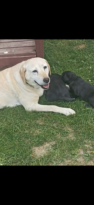 REZERWACJA !!! Oddam labradora,