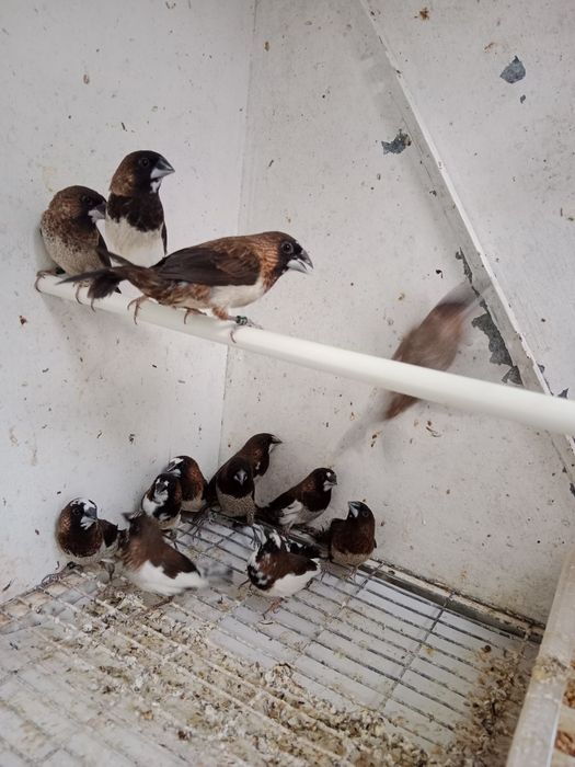 Bengalins novos 2026