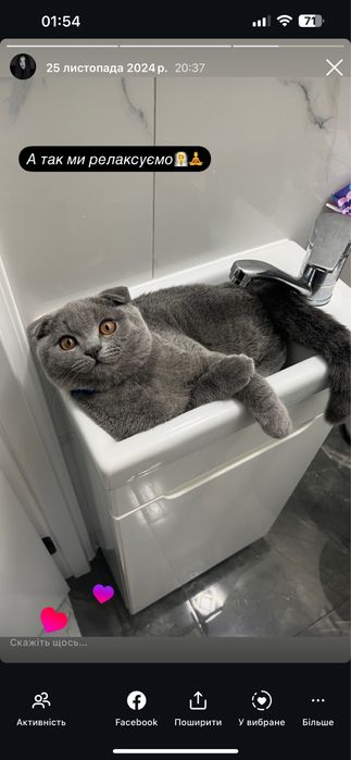 Вязка Шотландець висловухий