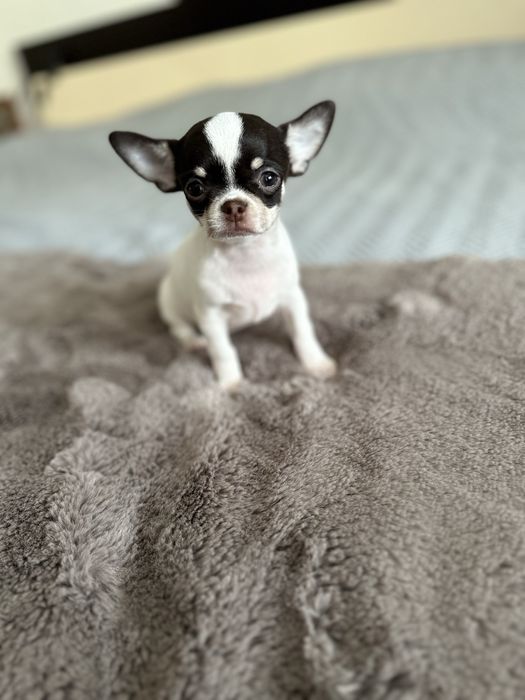 Femea chihuahua mini