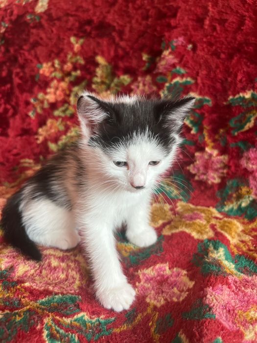 Котик в добрі руки
