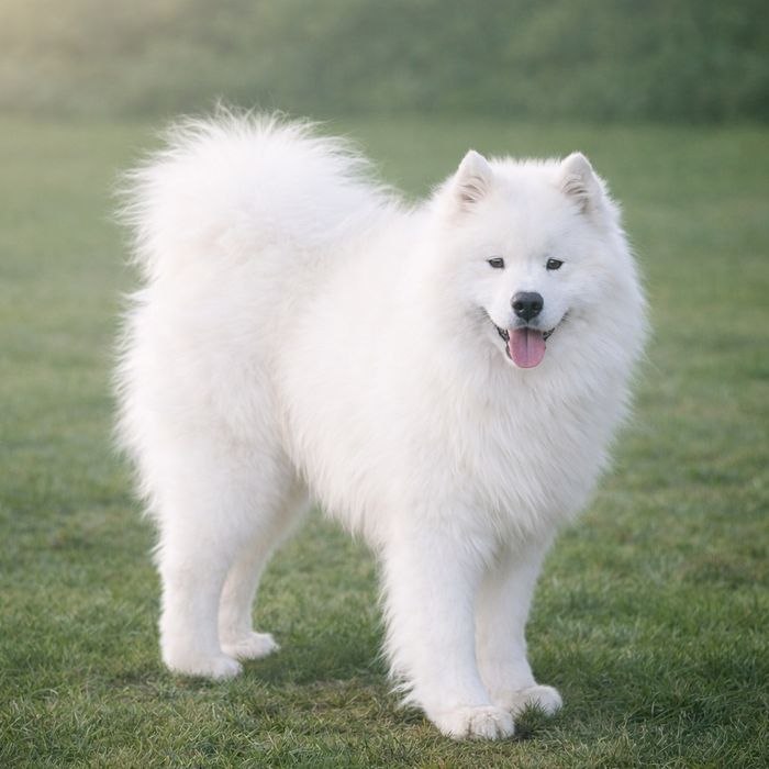 Wybitny piesek samoyed z rodowodem ZKwP FCI