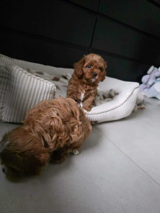 Cavapoo Chłopczyk