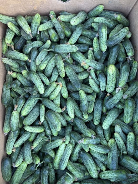 Продам огірки, корнішон, середні